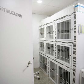 Clinica Veterinaria Doctor Waksman - Veterinarios Urgencia 24 en Valencia interior de veterinaria