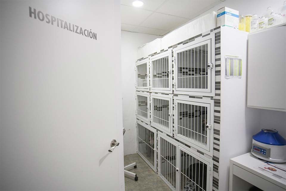 Clinica Veterinaria Doctor Waksman - Veterinarios Urgencia 24 en Valencia interior de veterinaria
