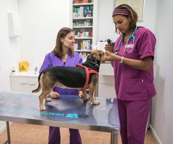 Clinica Veterinaria Doctor Waksman - Veterinarios Urgencia 24 en Valencia perro en revisión