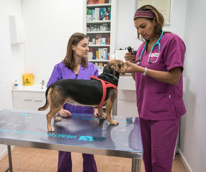 Clinica Veterinaria Doctor Waksman - Veterinarios Urgencia 24 en Valencia veterinaria con perro