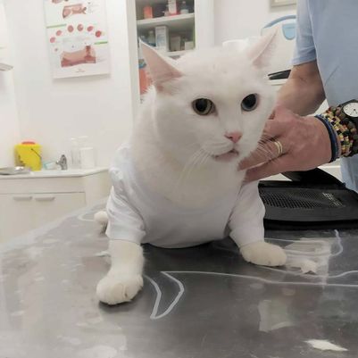Clinica Veterinaria Doctor Waksman - Veterinarios Urgencia 24 en Valencia gato blanco