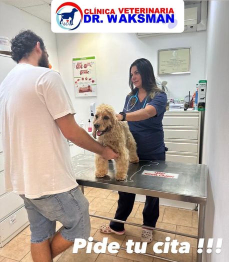 Clinica Veterinaria Doctor Waksman - Veterinarios Urgencia 24 en Valencia campaña de esterilización