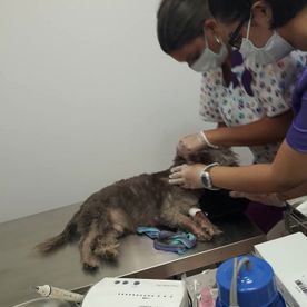 Clinica Veterinaria Doctor Waksman - Veterinarios Urgencia 24 en Valencia perro en veterinaria