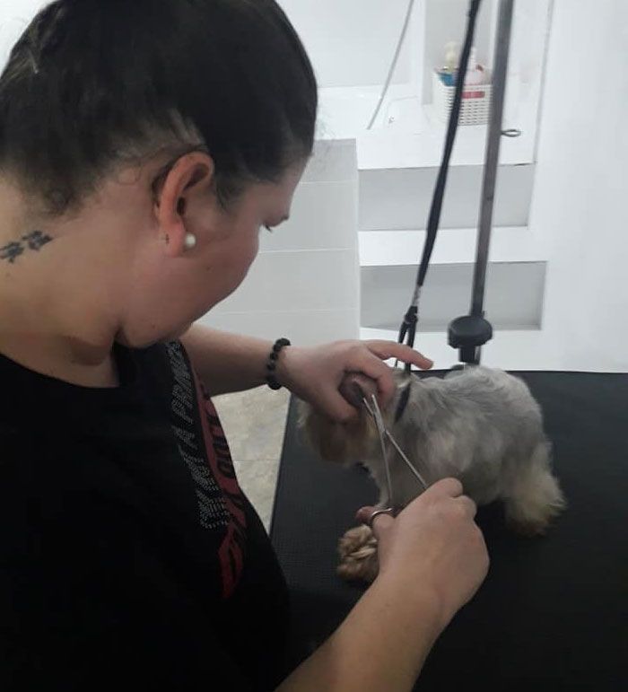 Clinica Veterinaria Doctor Waksman - Veterinarios Urgencia 24 en Valencia mascota en peluqueria