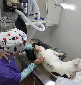 Clinica Veterinaria Doctor Waksman - Veterinarios Urgencia 24 en Valencia mascota en vacunación