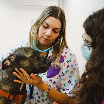 Clinica Veterinaria Doctor Waksman - Veterinarios Urgencia 24 en Valencia mujeres veterinarias 