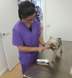 Clinica Veterinaria Doctor Waksman - Veterinarios Urgencia 24 en Valencia veterinaria revisando mascota