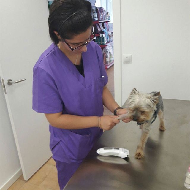 Clinica Veterinaria Doctor Waksman - Veterinarios Urgencia 24 en Valencia veterinaria revisando mascota